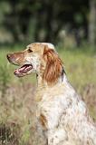 SETTER ANGLAIS 223